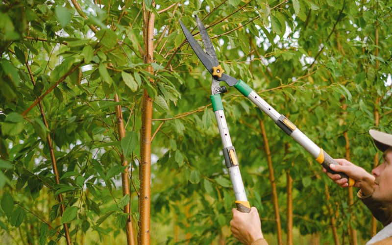 Tree trimming in Green River, UT